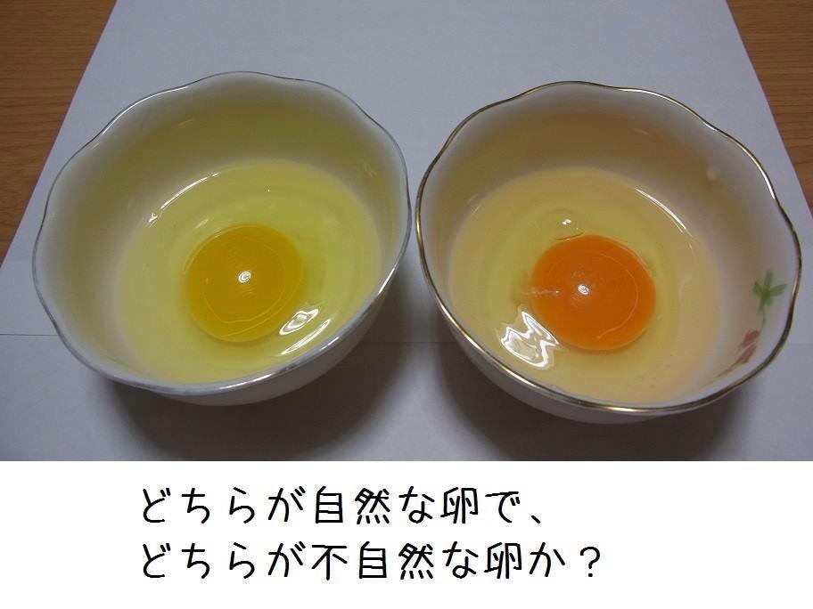 卵の黄身の色で 純粋な卵は分からない 濃い黄身の謎